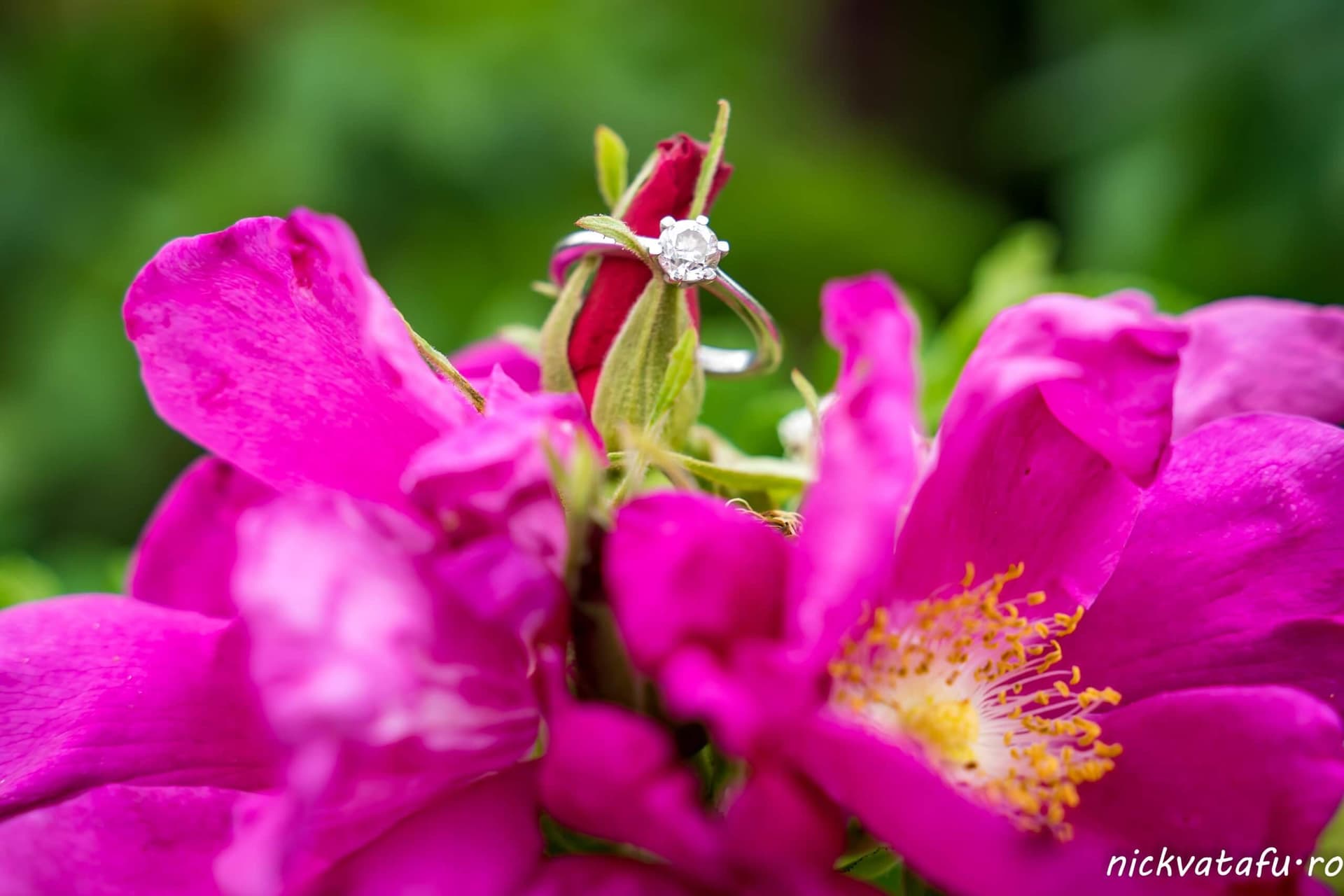 Inel de logodnă strălucitor așezat pe flori roz, simbolizând iubirea și emoția unei fotografii de nuntă.